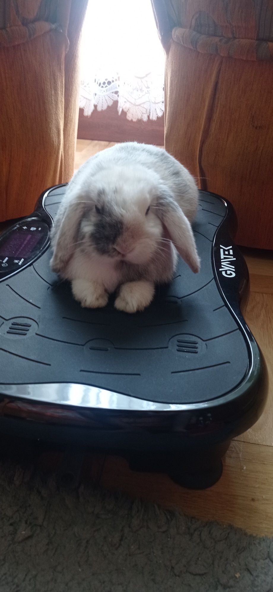 Sprzedam królika miniaturkę Mini Loop