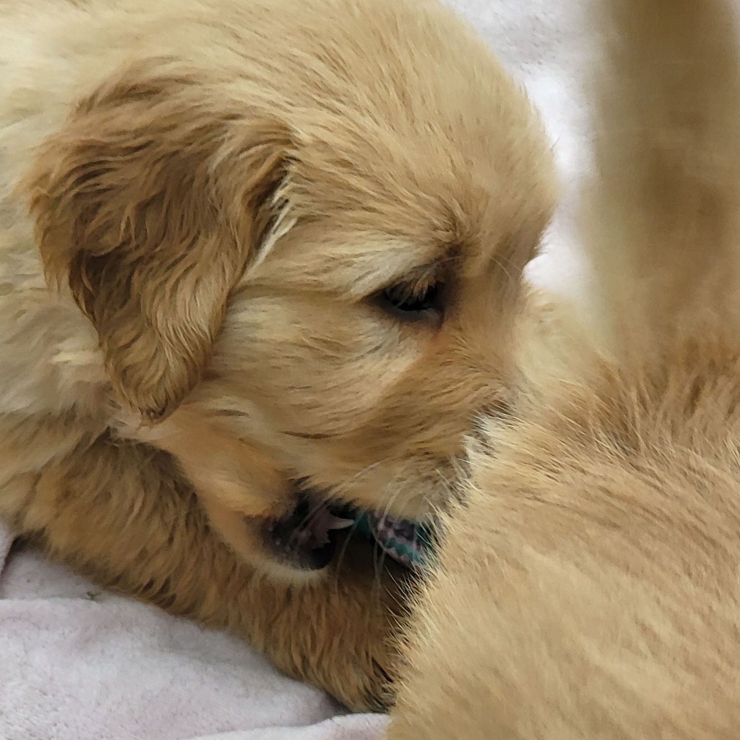 Golden retriever pies samiec 4 pokoleniowy rodowód badania