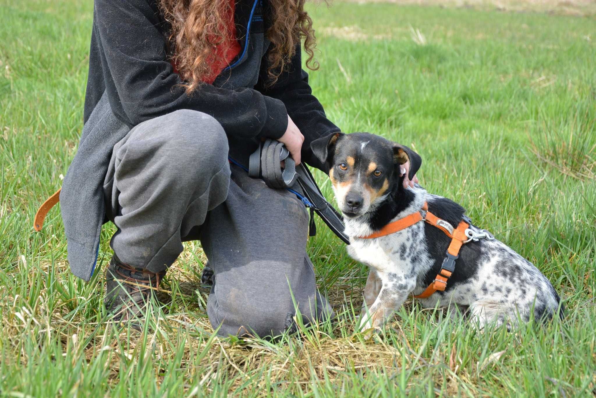 Sushi - niewielki, pełen serdeczności psiak do adopcji.