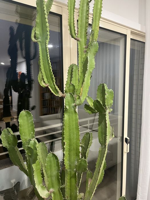 Cacto de interior 2mts altura