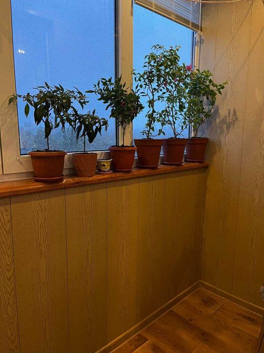 Квартира с ремонтом, ул. Гвардейцев Широнинцев 59, метро Студенческая