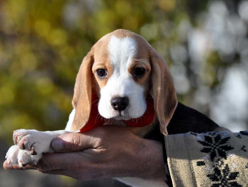 Цукерочка, солоденька крихітка / цуценята бiгля / щенки бигля