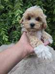 Piesek maltipoo f1 gorowy do odbioru badania genetyczne pudel toy malt