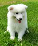 Samoyed suczka szczeniak