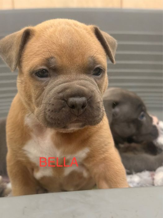 American Staffordshire Terrier. Zapraszamy do rezerwacji.
