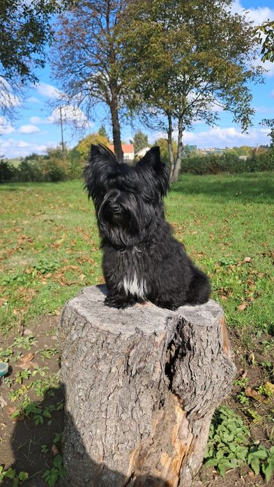 York black duży  Picasso