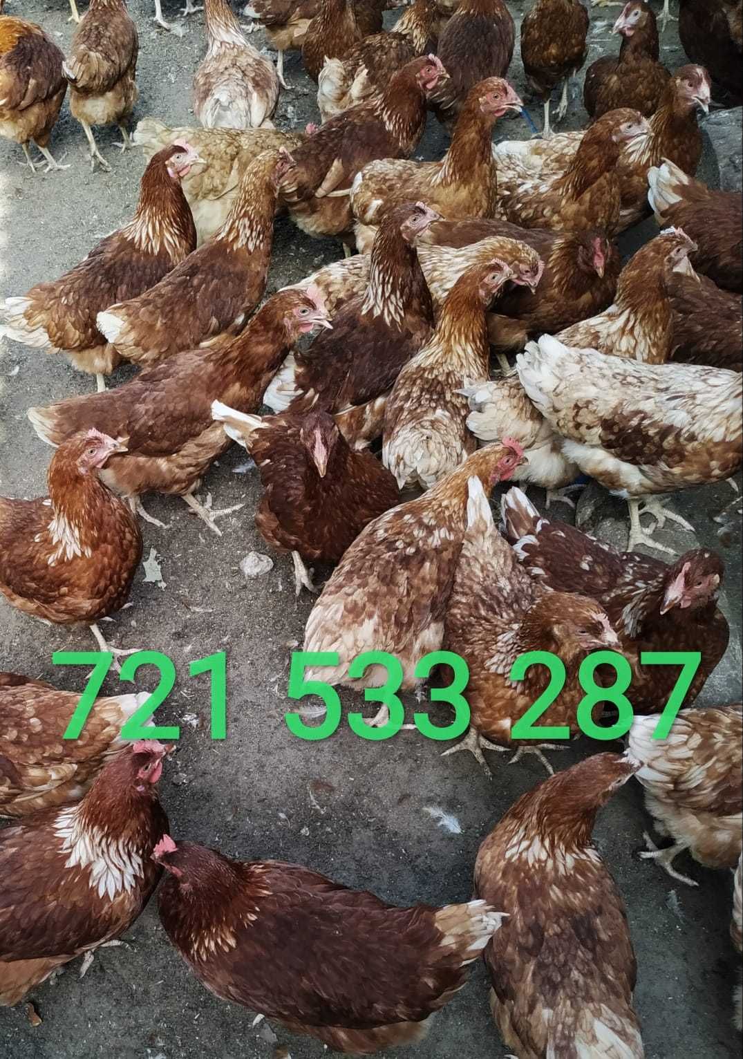 12tyg Leghorn Rosa Lohman Brown Isa