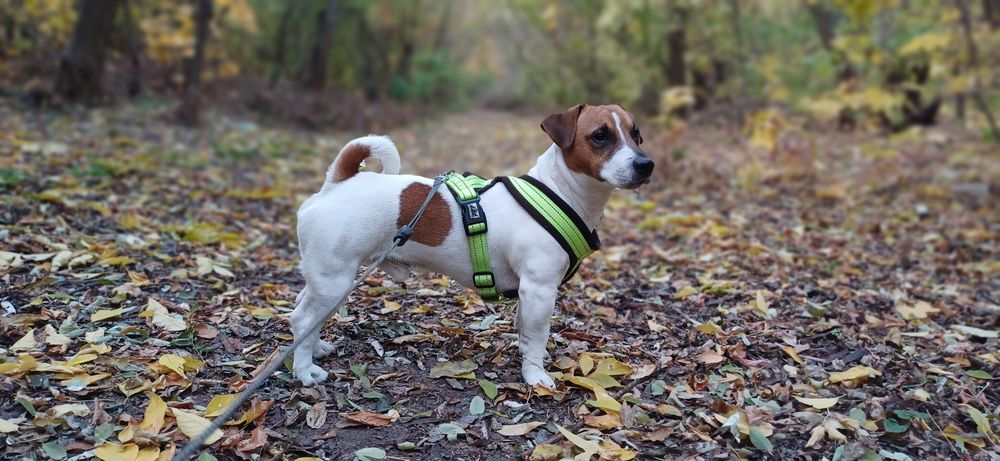 Вязка Джек Рассел терьера