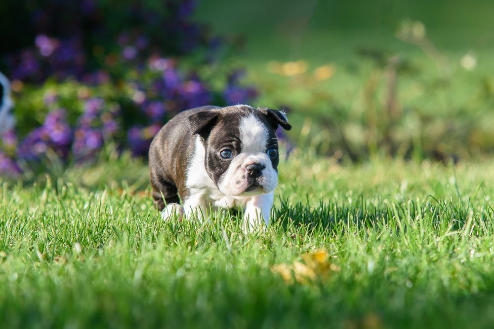Boston Terrier z Małych Rud FCI