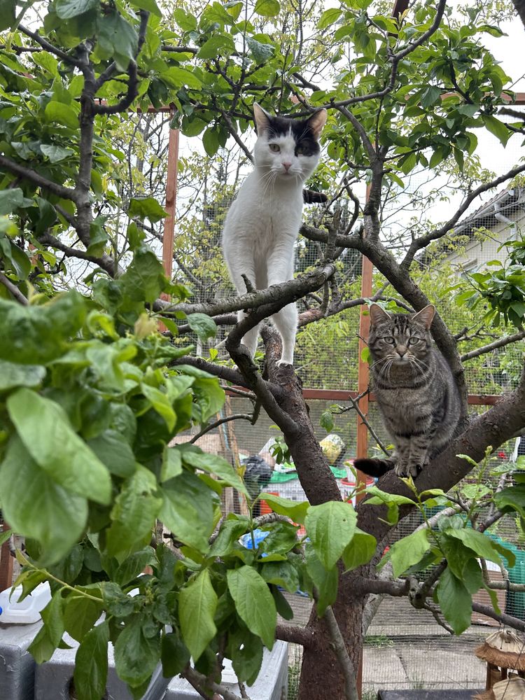 Masa kotów do adopcji! U nas znajdziesz przyjaciela