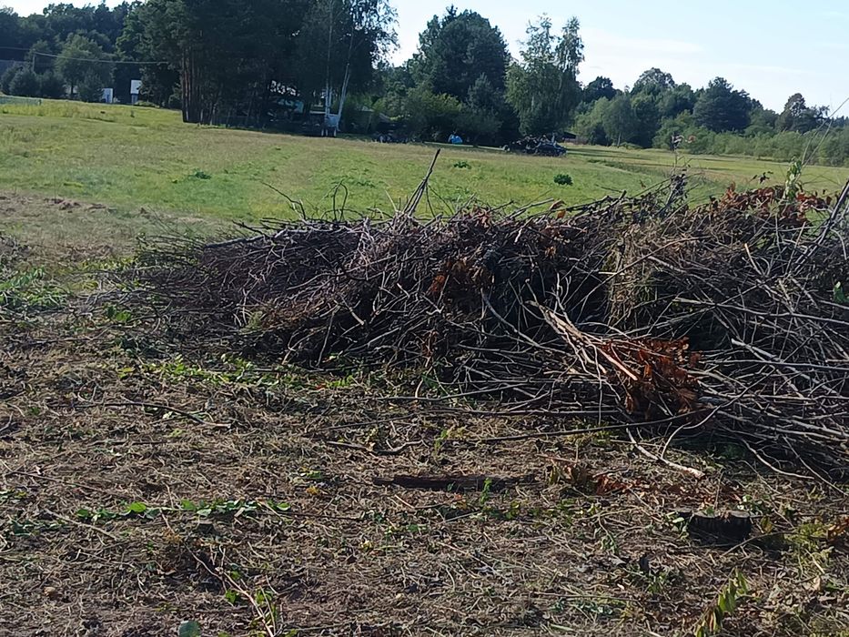 Za darmo gałęzie Rydzów