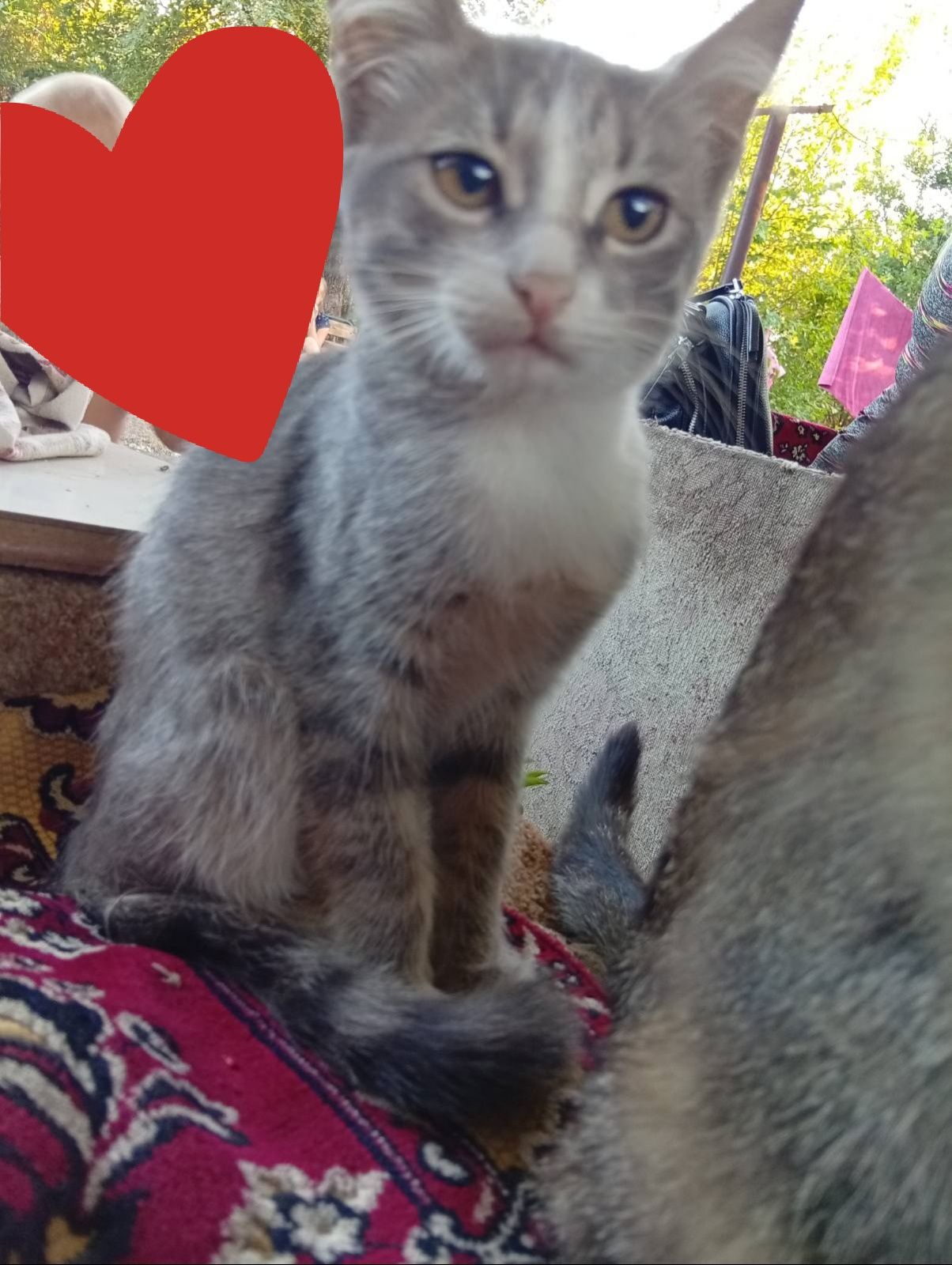 Разные котята. Бесплатно котенок. Кот. Кошка. Даром.