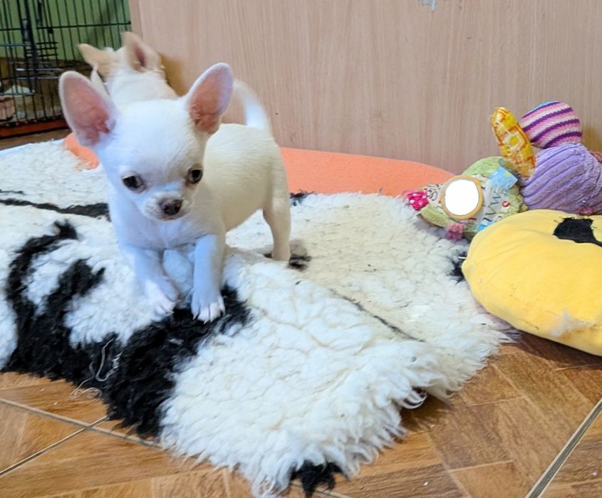 Chihuahua krótkowłosy FCI