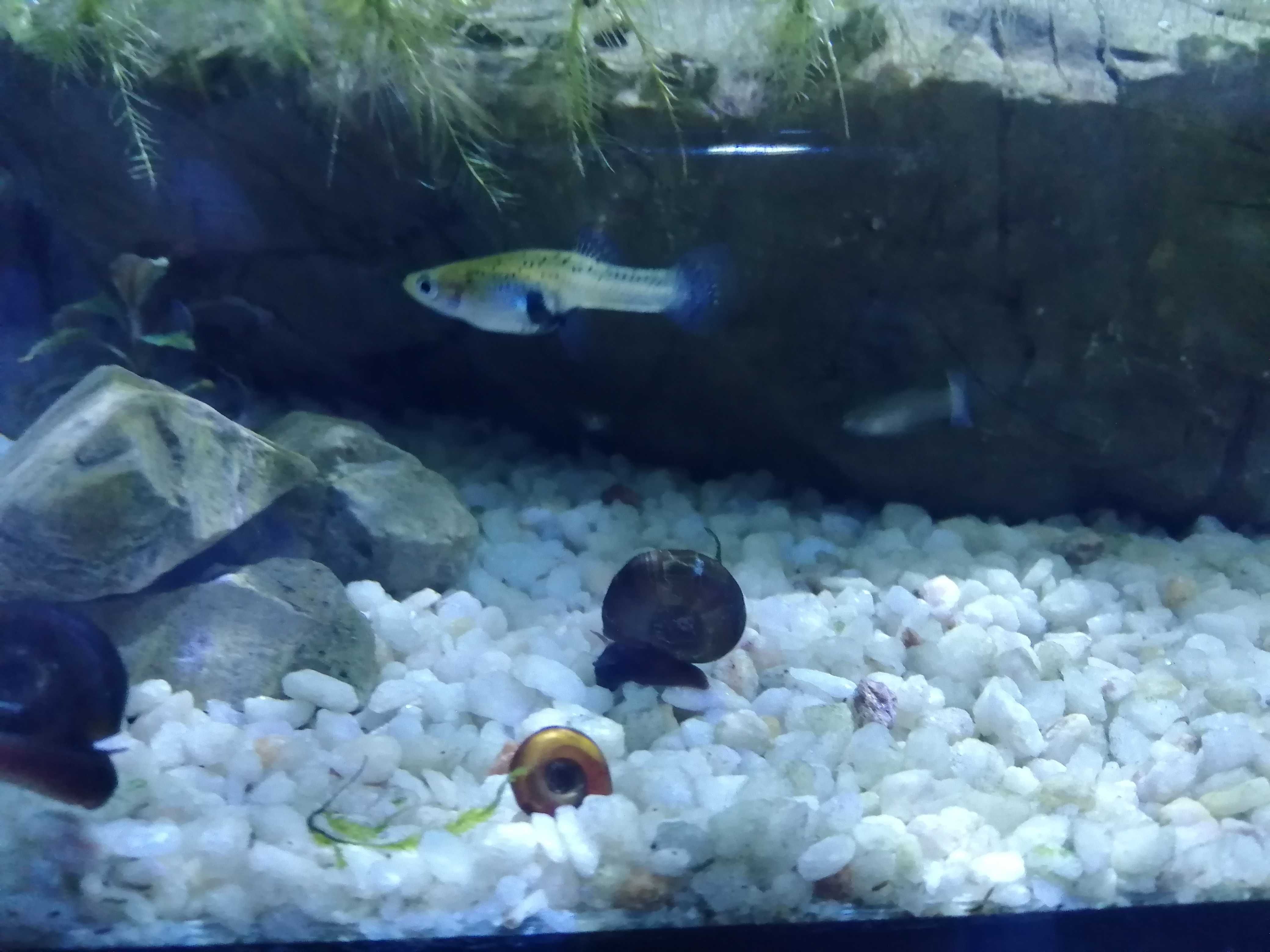 Aquario paludário terrario