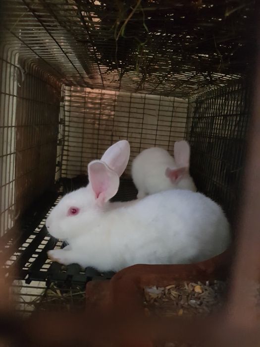 Продам Кролики ПАНОН