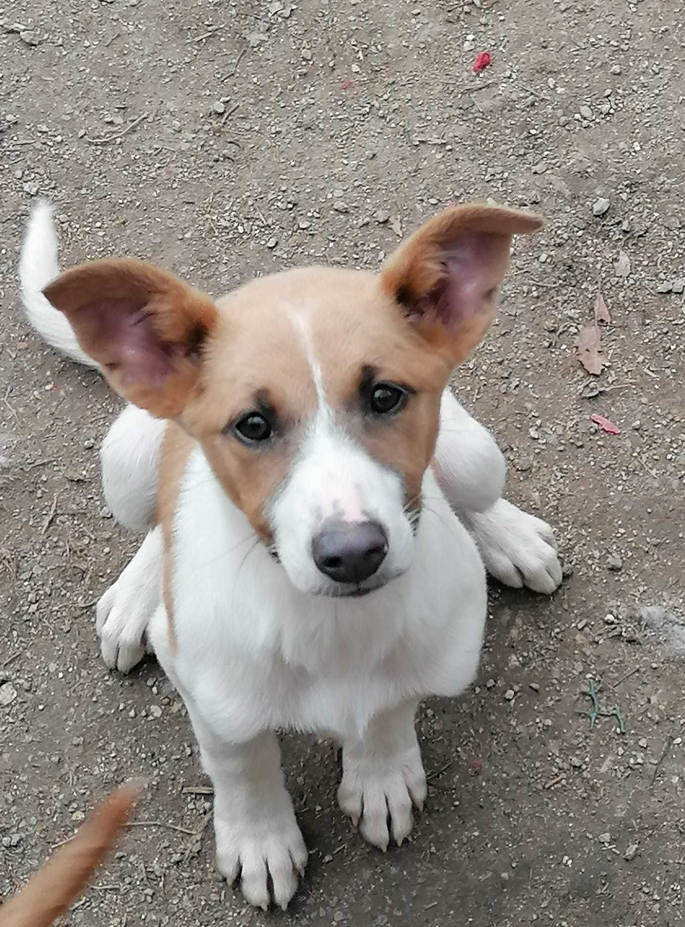 Lussie- cachorrinha para adoção responsável