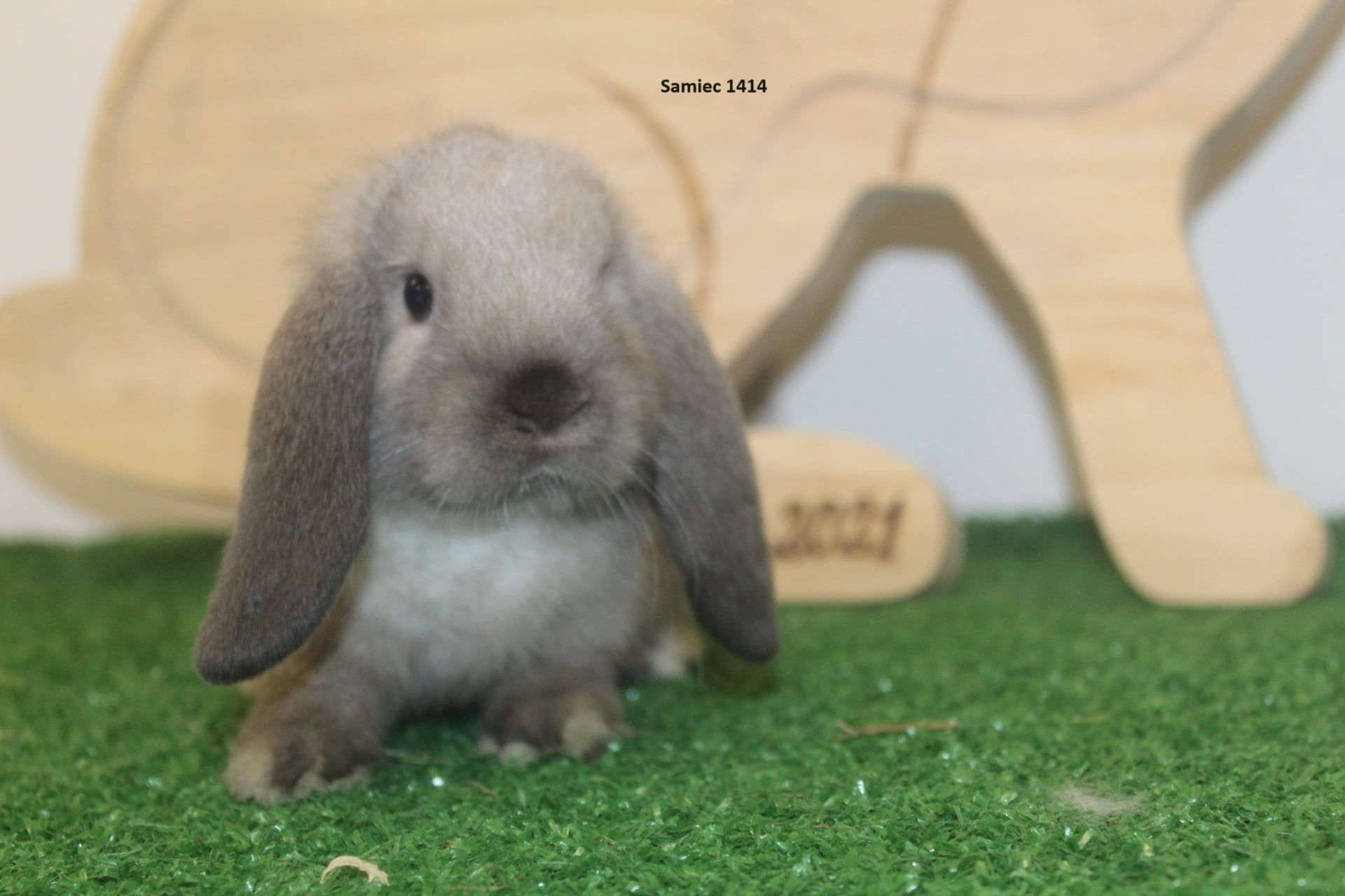 Karzełek Baran Syjamski -rodowód,rasowy. Mini lop ,mini lipek hodowla