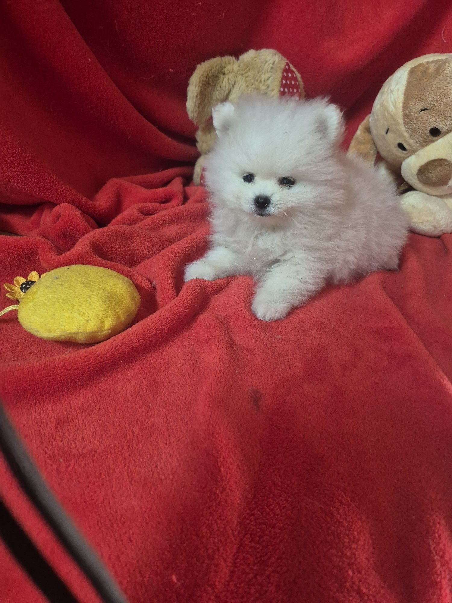 Spitz Alemão Anão  Mini Com LOP e Afixo Criadora Registada PT 308