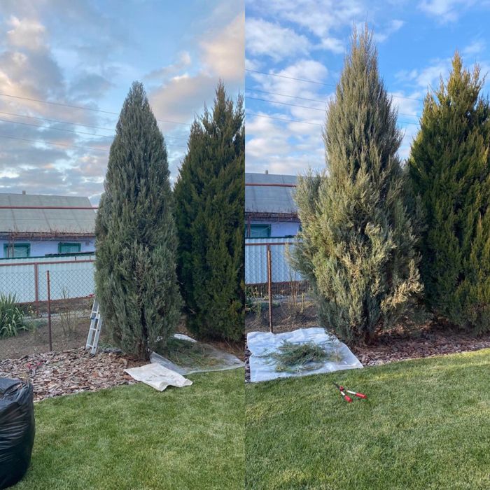 Посадка/Пересадка растений,Услги садовника,Подготовка участков к зиме