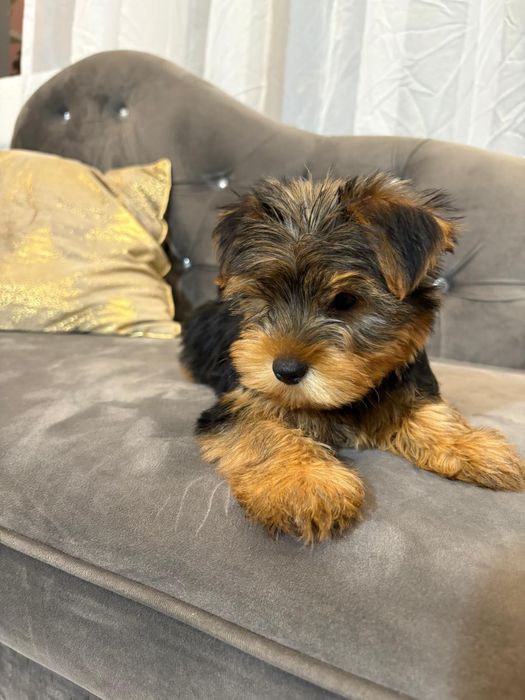 Yorkshire terrier sunia