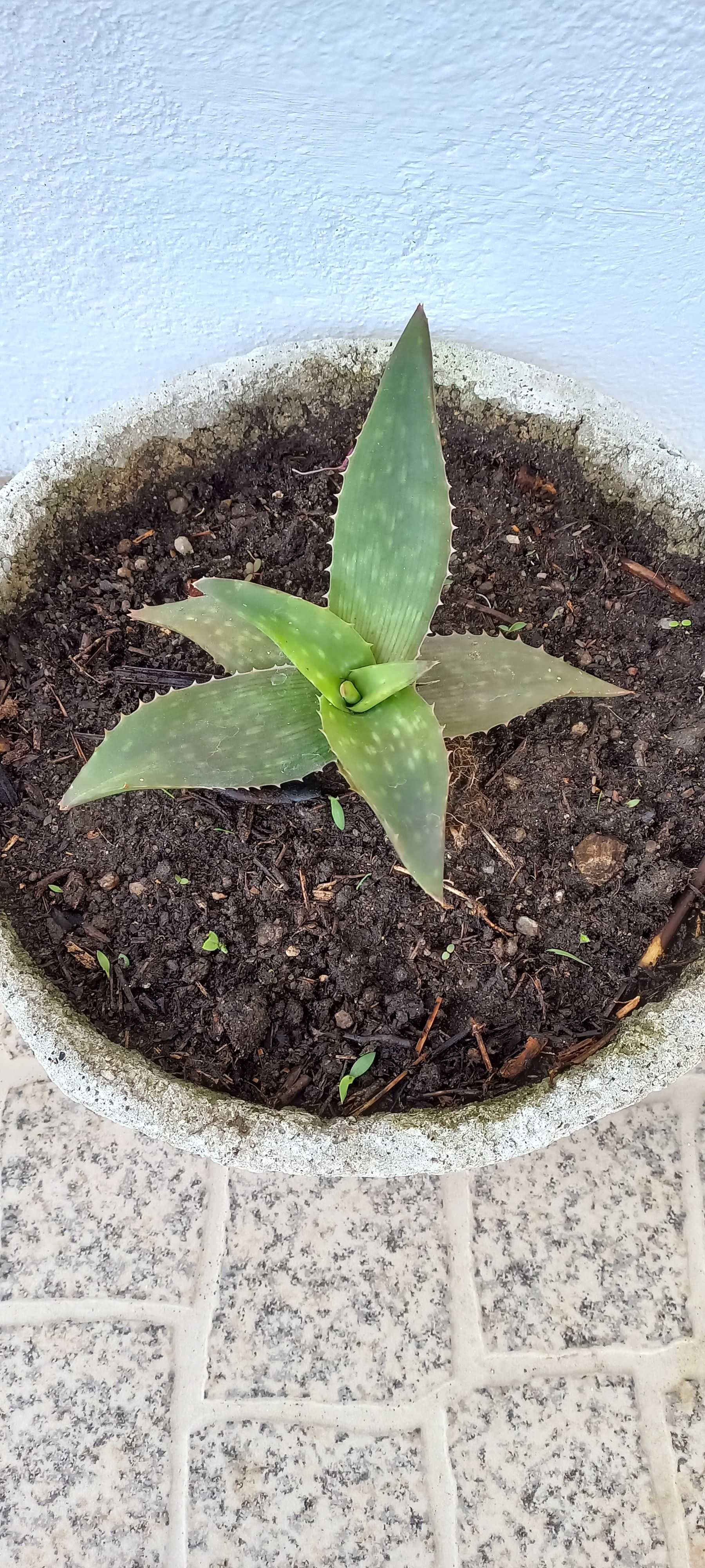 Planta Aloe vera
