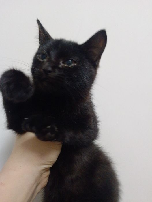 Віддам кошенят муся