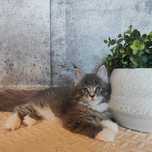 Kocurek Maine Coon Tycjan-FPL