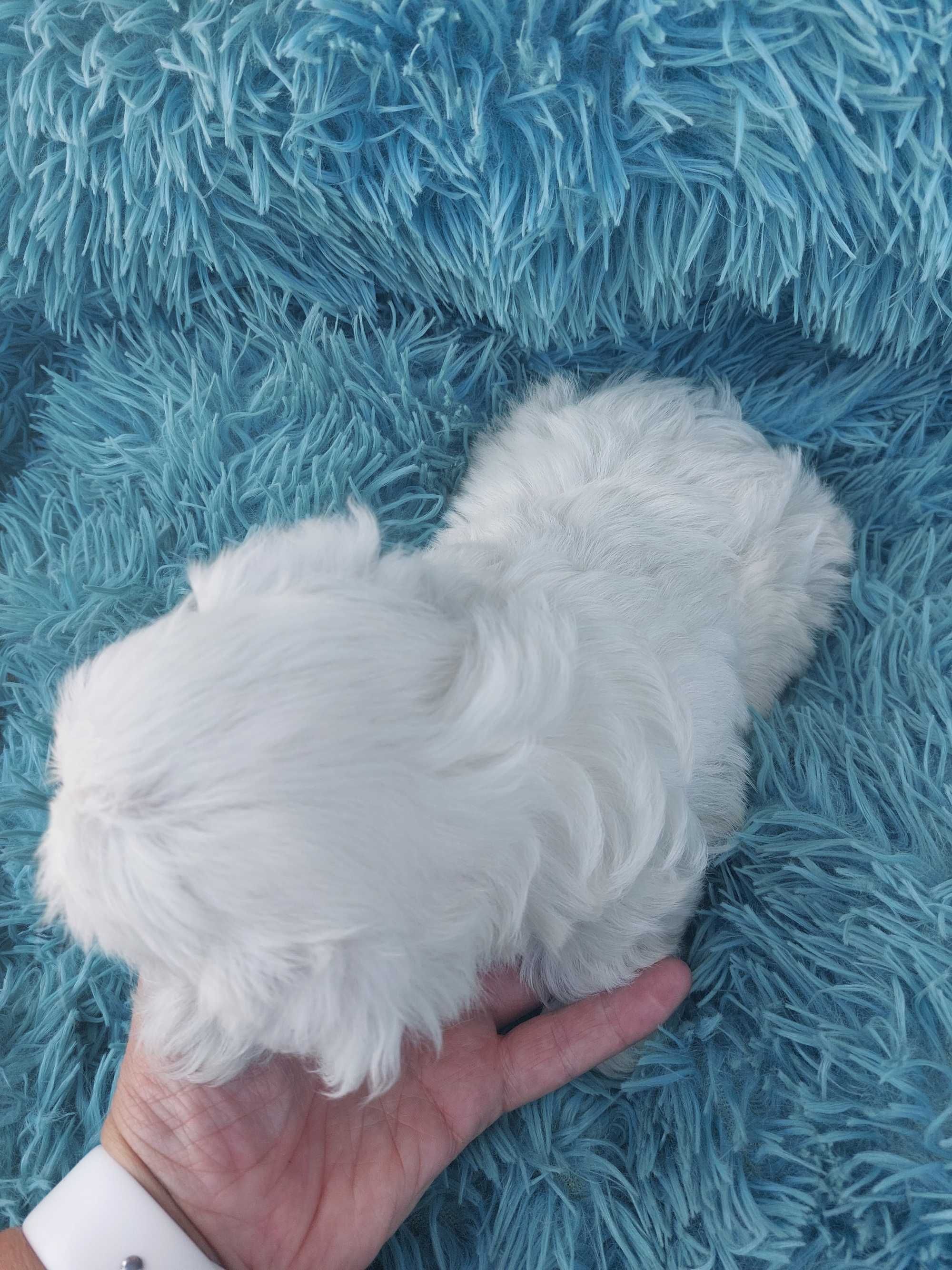 Bichon Maltês. Mini . Menina  pura.Perfeita.
