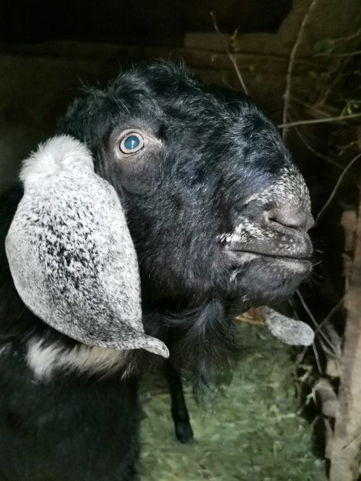 100% Англо-нубійський цап