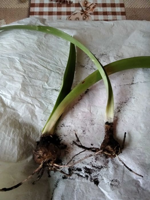 Красный гиппеаструм (луковицы)