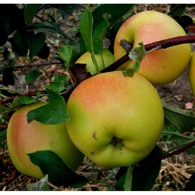 Саджанці яблуні перевірених сортів - Золотий Ренет, Білий Налив та ін.