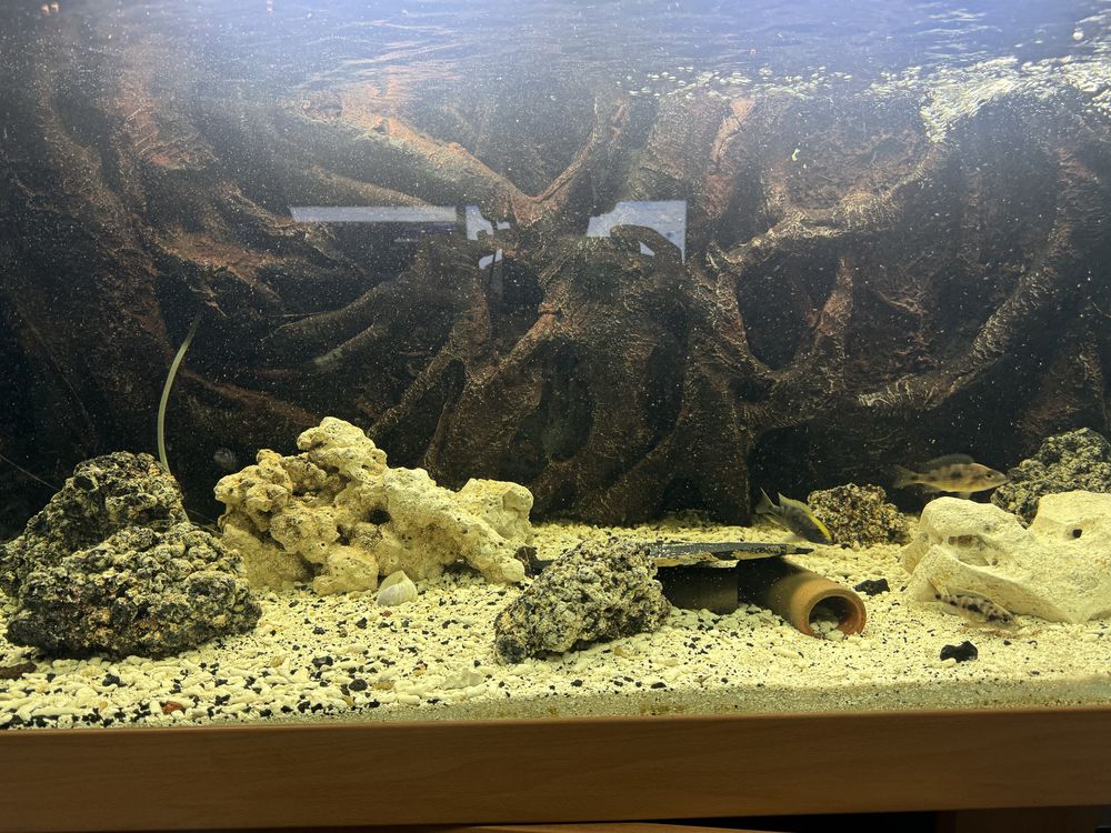 Aquario 600L prefeito para criação