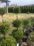 Thuja occidentalis (smaragd-3 kule)