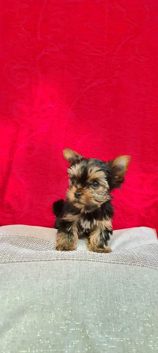 York, Yorkshire terrier szczenięta