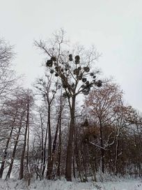 Wycinka i pielęgnacja drzew metodą alpinistyczną arborysta