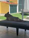 Passeio / Pet Sitting de animais Cães Outros