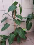 Plantas de interior a 15€ cada