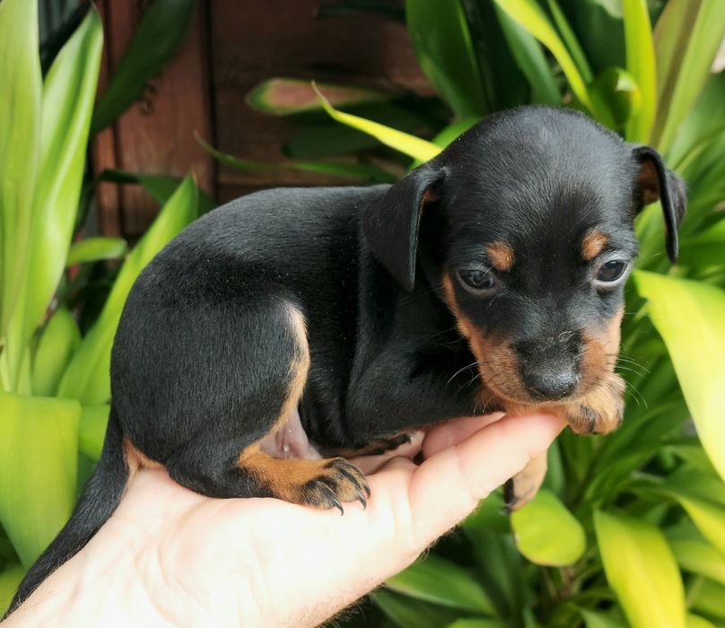 Pinscher miniatura  preto afogueado