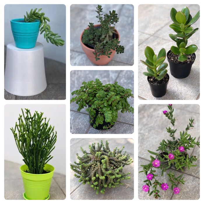 Суккуленты Кактус Опунция Крассула Эхеверия эпифиллум  Хатиора