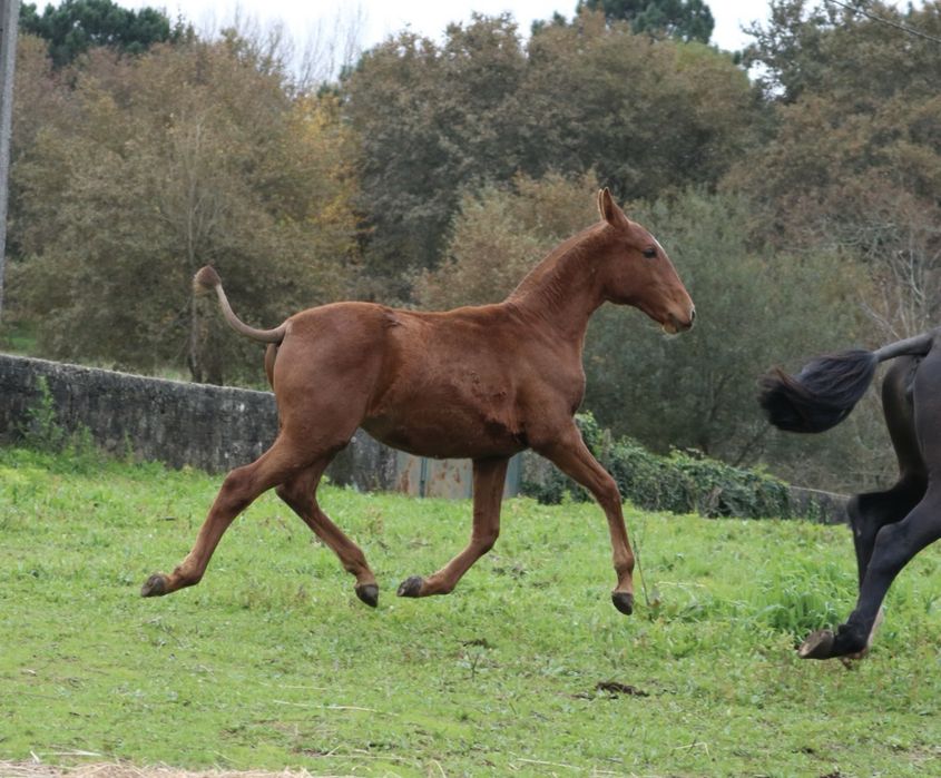 Poldra cruzada de lusitana 6 meses