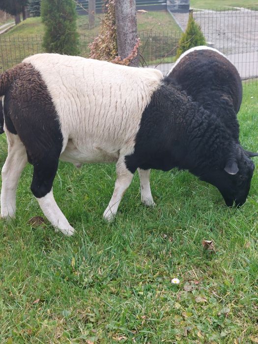 Baran dorper tryczek