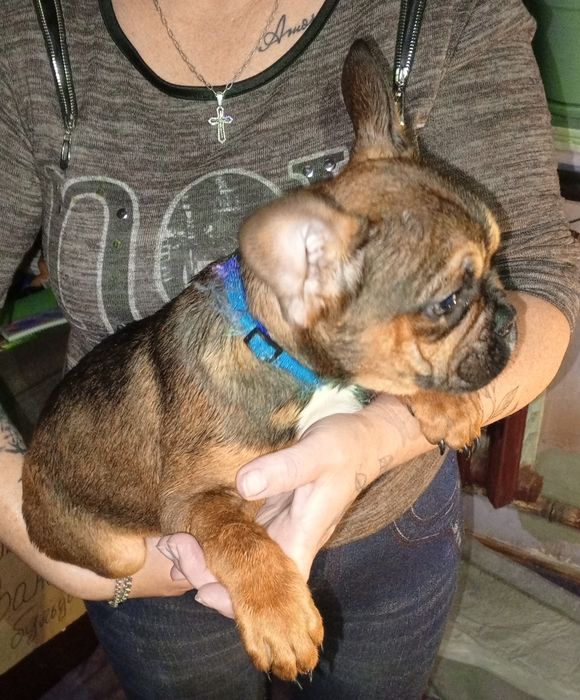 Французькі бульдожки