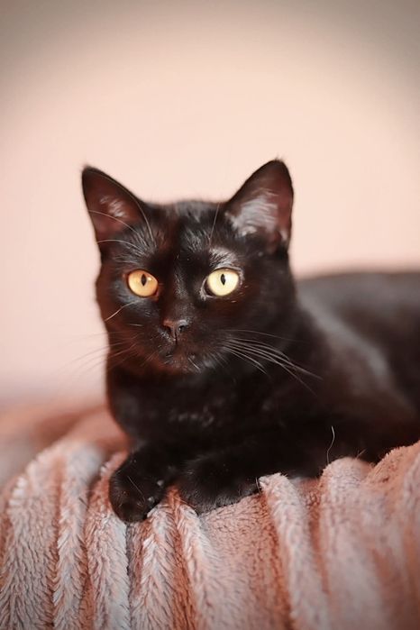 Cleo i Sun potrzebują domu.