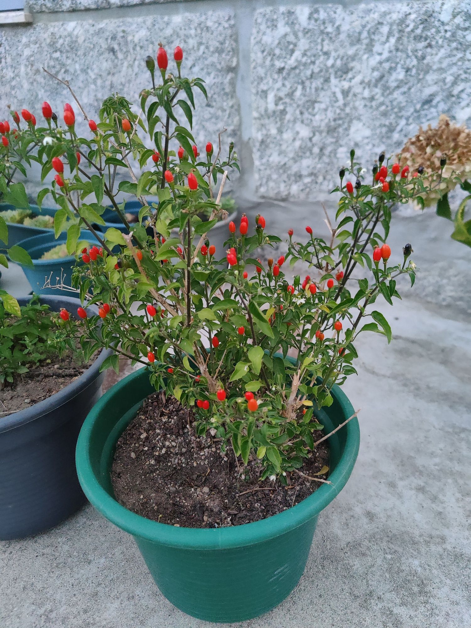 Bagas gindungo piri-piri biológico
