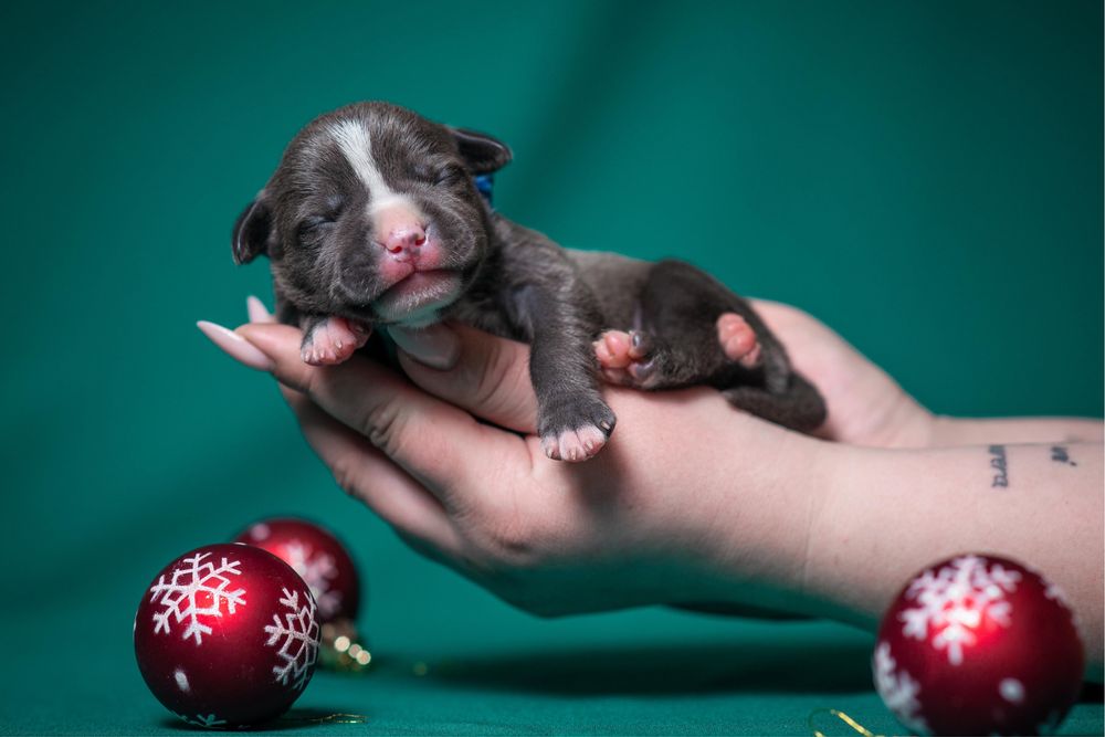 Голубий красень АСТ від титулованої та тестованої по здоровʼю пари !