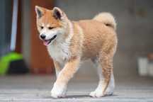 Akita Inu Japońska -pies