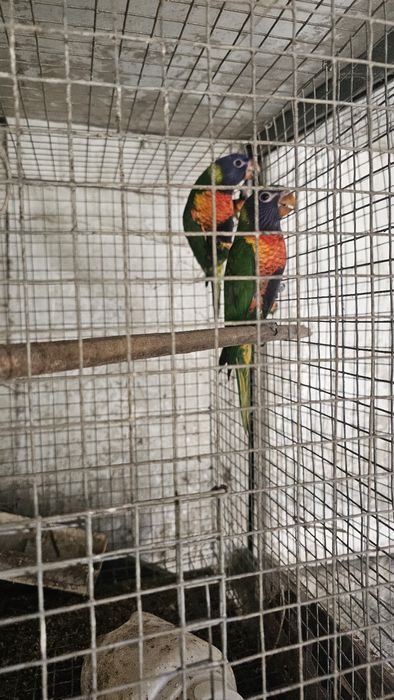 Loris molucanos espetaculares