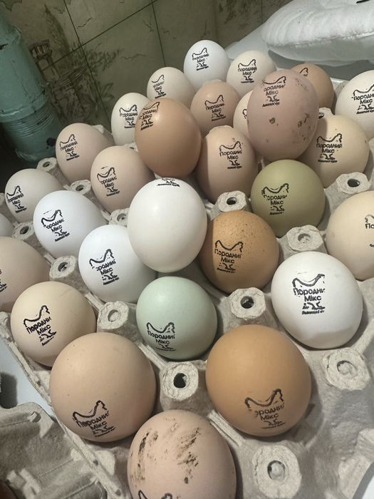 Інкубаційне яйце