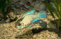 GB Akara Electric Blue - dowóz ryb! 3,5-5cm