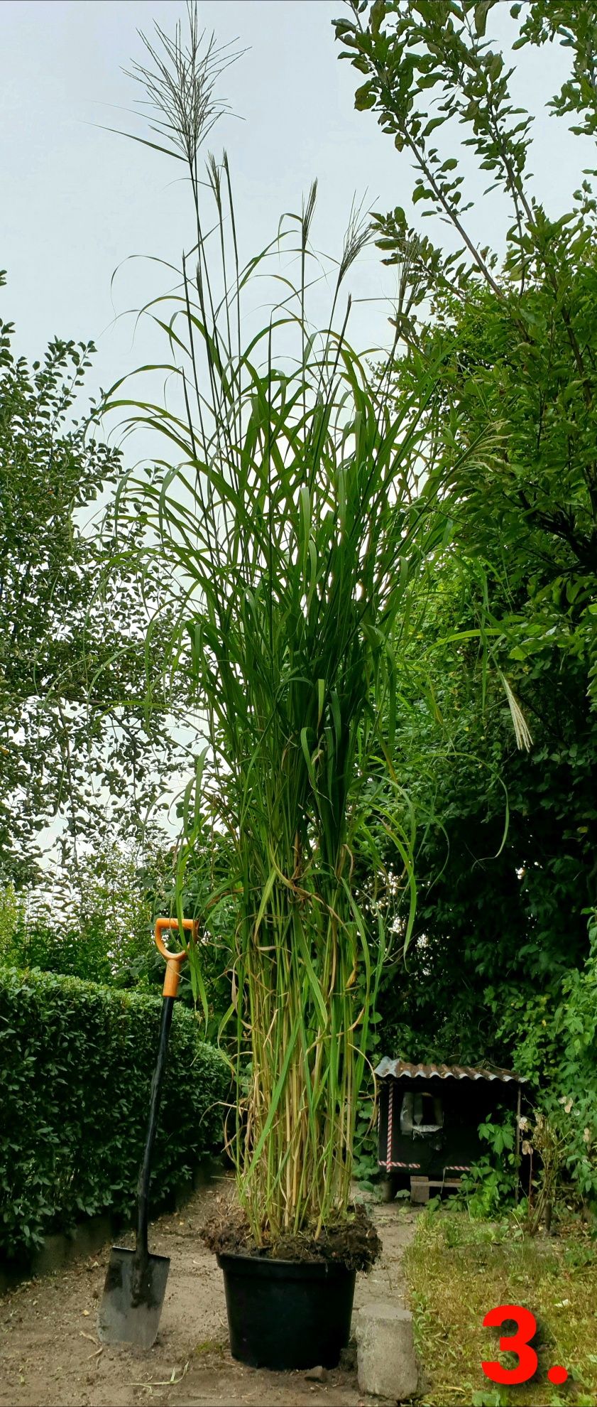 Miscant Gracillimus, duża roślina